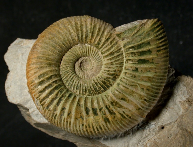 Ardescia cf. desmoides