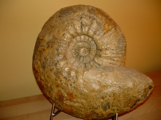 Eurasenia