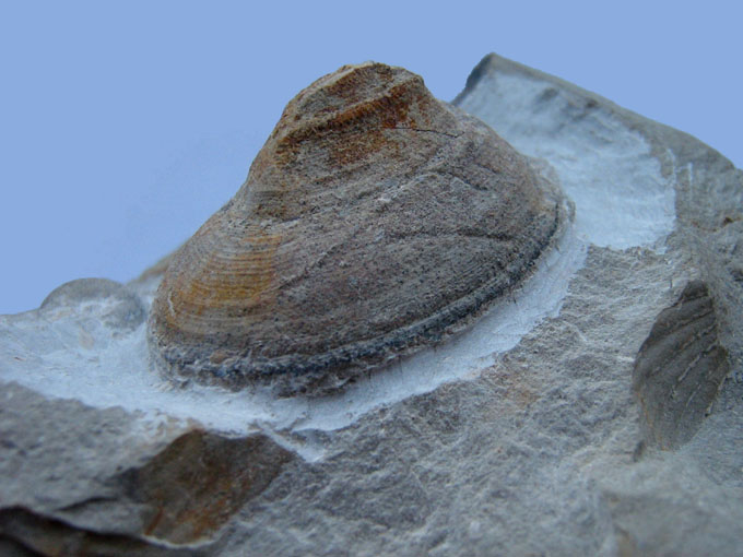 ?Bathrotomaria