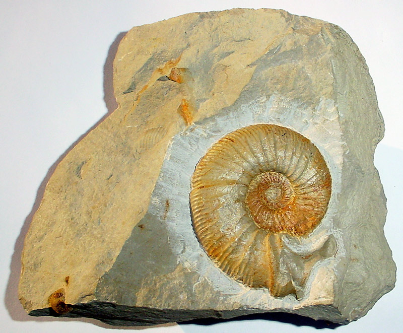 Ataxioceras effrenatum