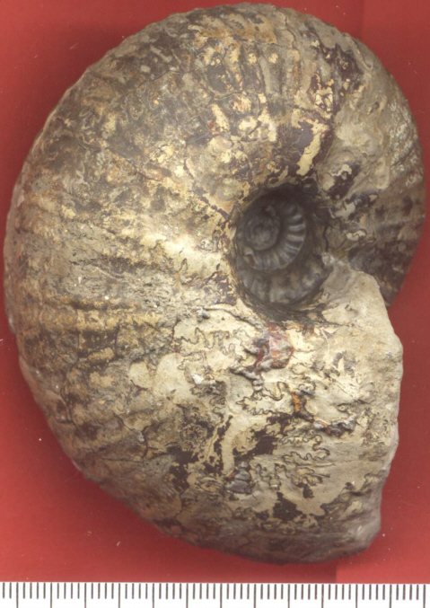 Goliathiceras sp