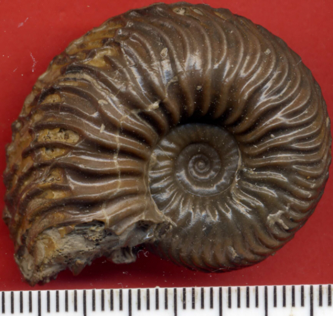 Goliathiceras sp.