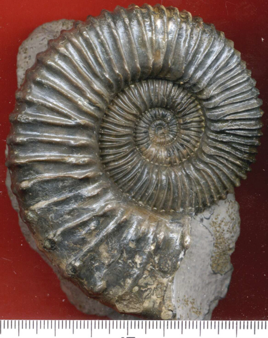 Peltoceras (Peltoceras) cf pseudoconstantii ?