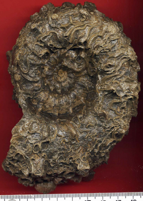 Euaspidoceras sp.