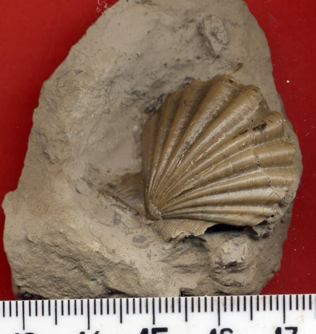 Pecten