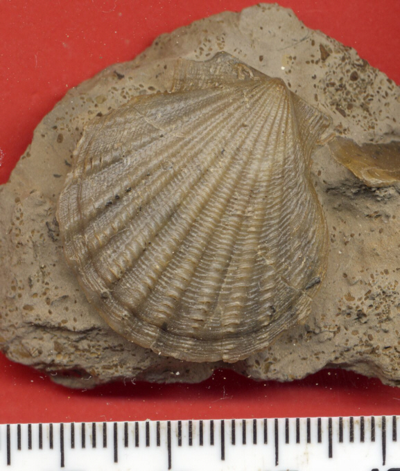 Pecten