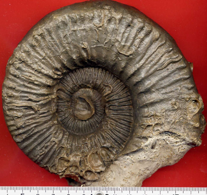Peltoceras (Peltoceras) sp.