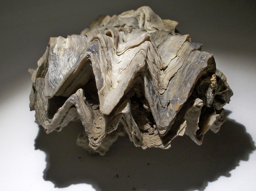 Actinostreon marshii
