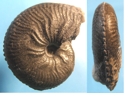 Taramelliceras richei