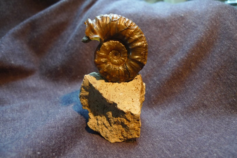 Mirosphinctes sp.