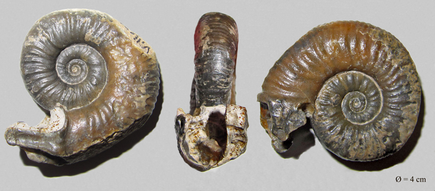 Mirosphinctes sp.