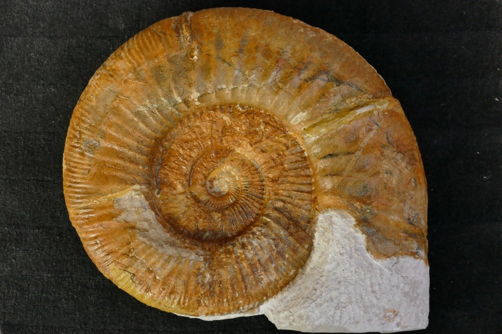 Ardescia virgatoides