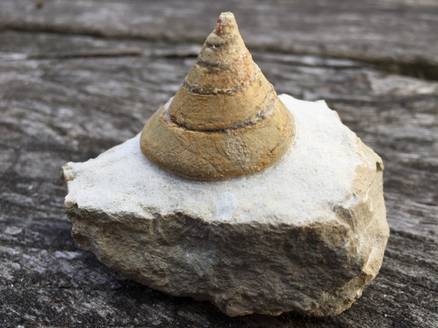 Pyrgotrochus sp.