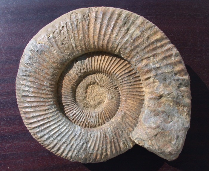 Echter Perisphinctes