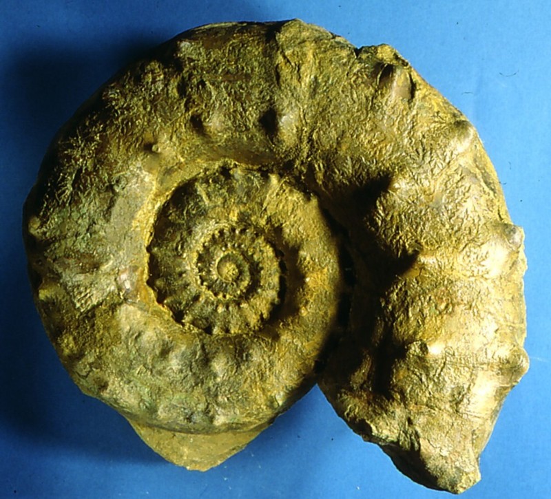 Euaspidoceras.jpg