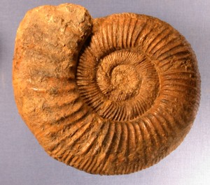 Kranaosphinctes sp.