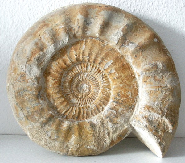 Lithacosphinctes evolutus