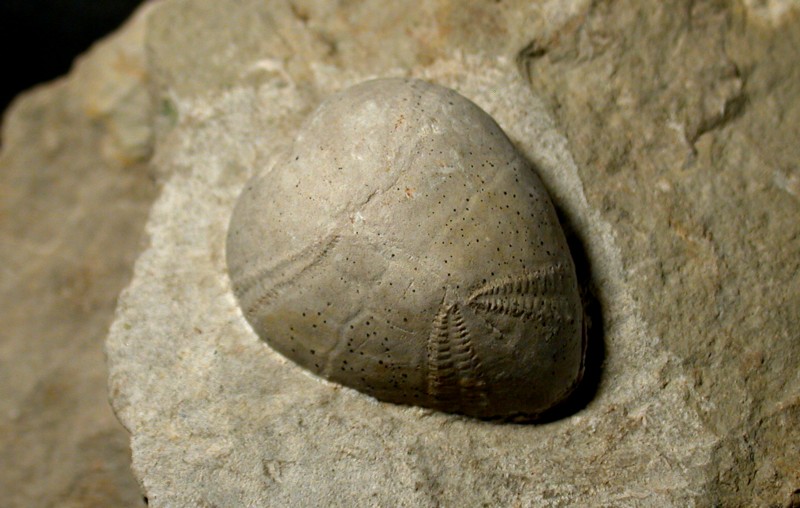 Collyrites cf. carinatus