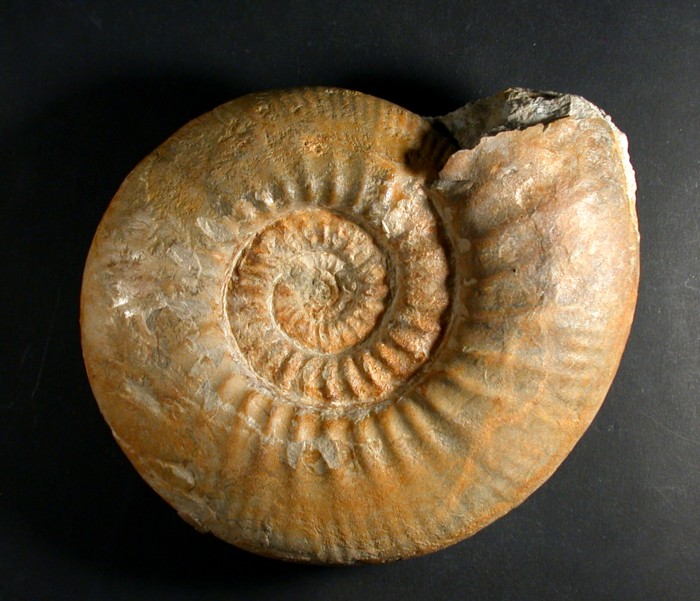 Merkwuerdige Pachypictonia
