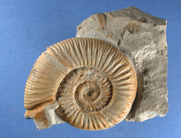 Orthosphinctes polygyratus
