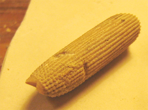 Seeigelstachel Plegiocidaris sp. mit Kerben