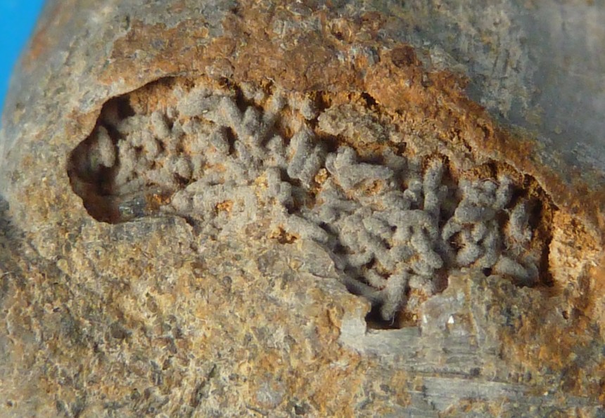 Brachiopode Habrobrochus subsella (LEYMERIE 1846) mit Kotpillen