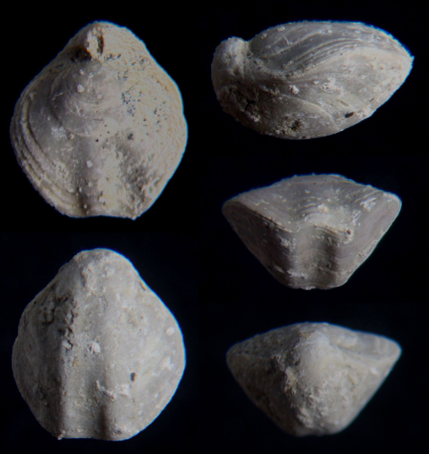 Dictyiothyris alba (QUENSTEDT)