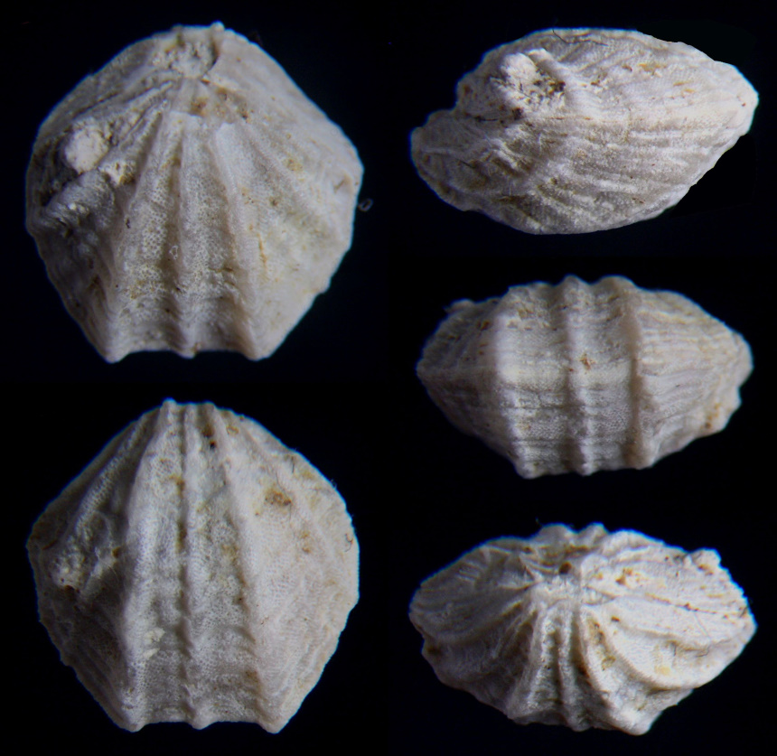 Dictyothyropsis pectunculus (SCHLOTHEIM, 1820)