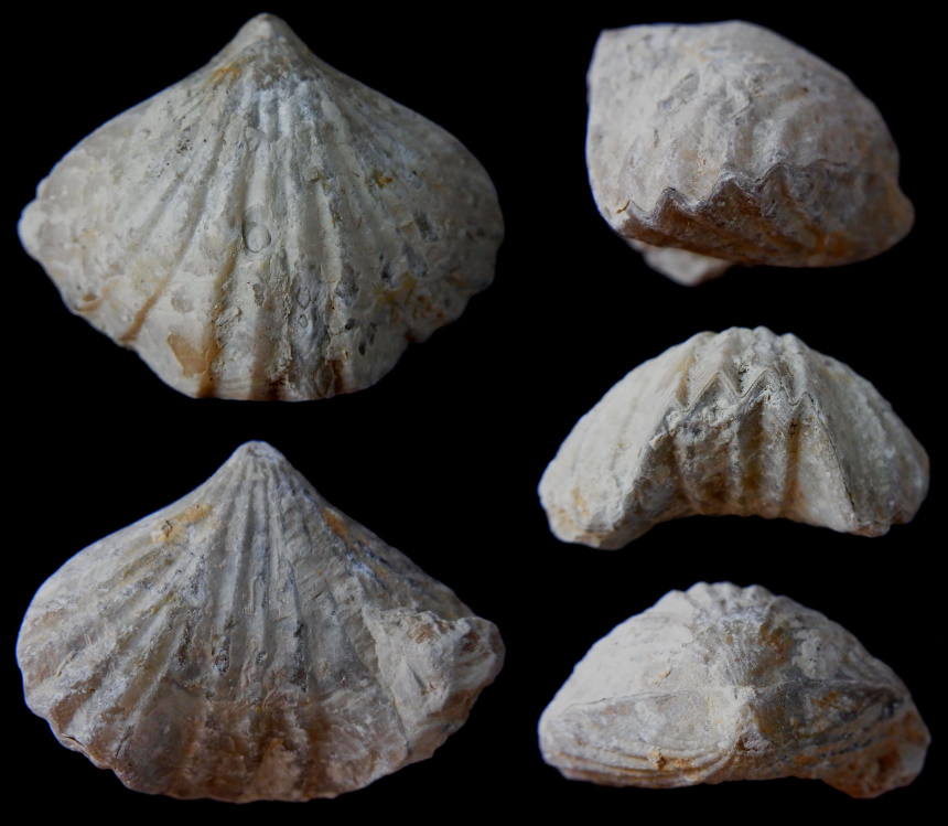 Lacunosella multiplicata (ZIETEN 1832)