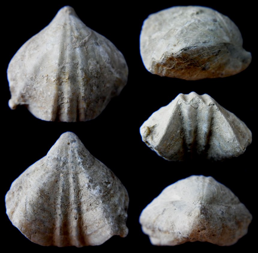 Lacunosella sparsicosta (QUENSTEDT, 1858)