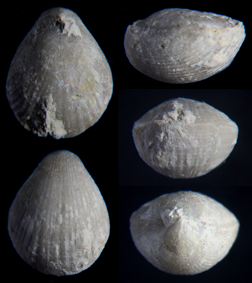 Monticlarella striocincta (QUENSTEDT 1858)