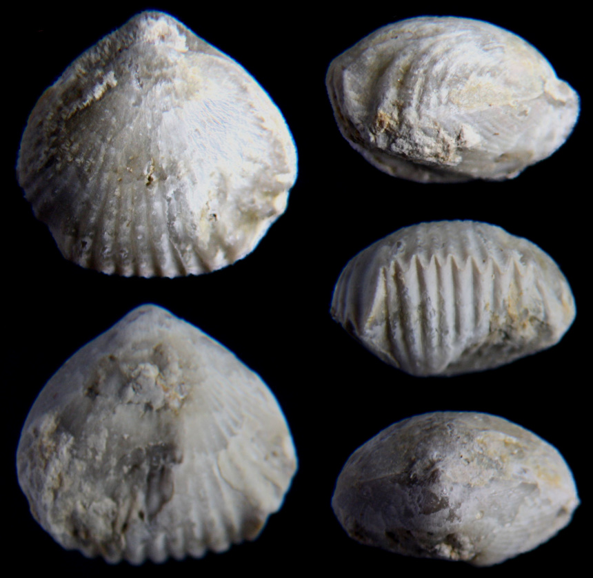 Monticlarella triloboides (QUENSTEDT, 1852)