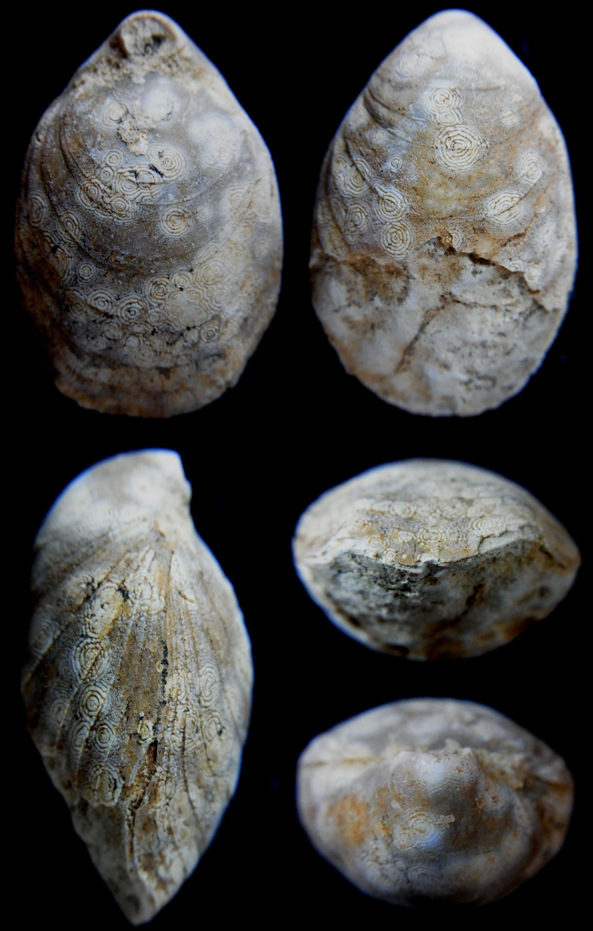 Placothyris rollieri (HAAS 1893)