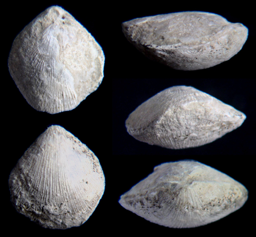 Terebratulina substriata (SCHLOTHEIM 1820)