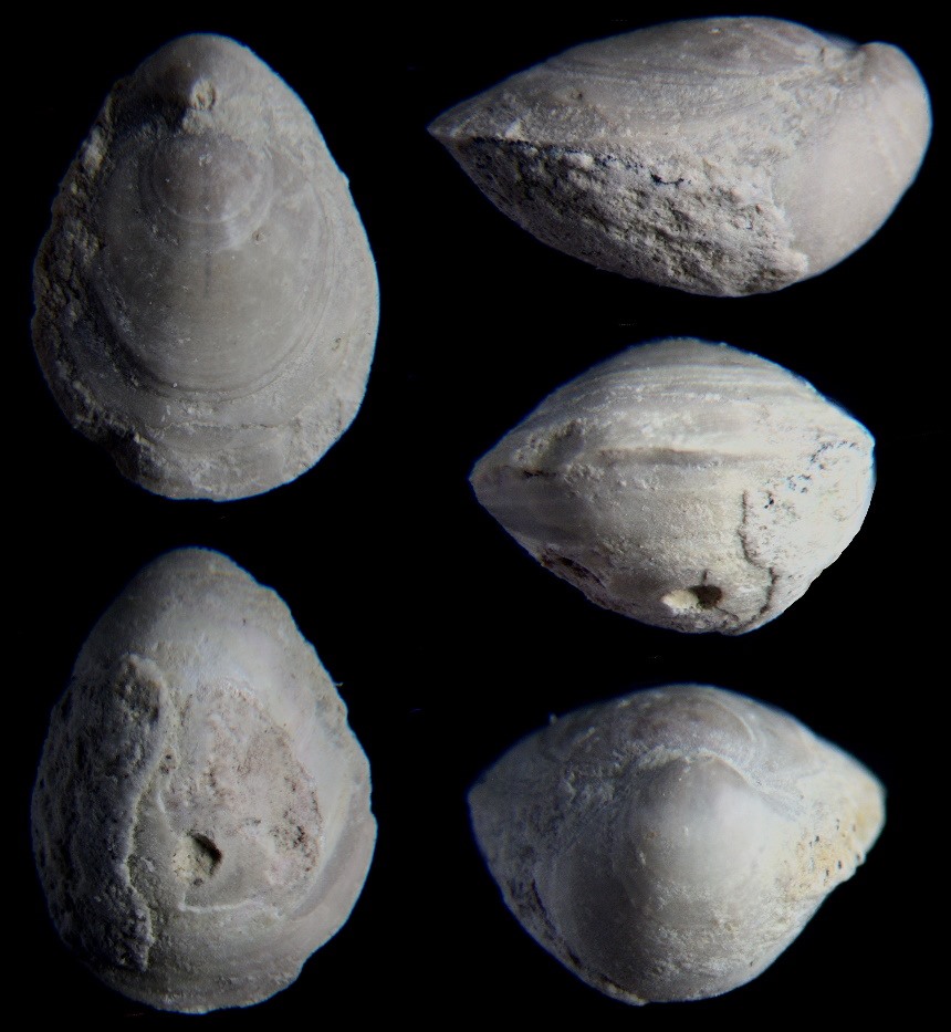 Zittelina gutta (QUENSTEDT, 1858)