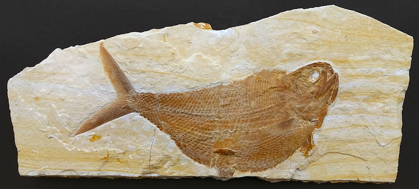 Siemensichthys ARRATIA 2000