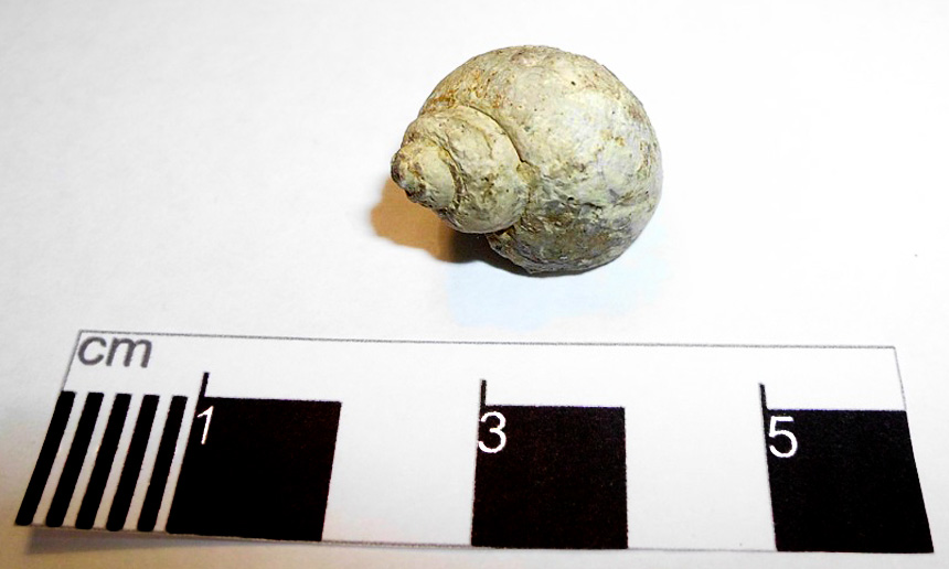 Ampullina gigas (Roemer 1836)