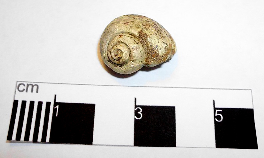 Ampullina globosa (Roemer 1836)