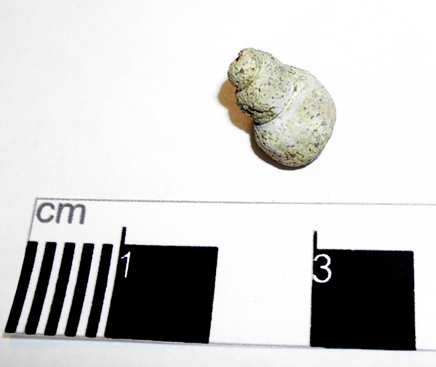 Bourgetia striata (SOWERBY)