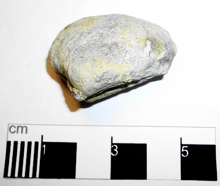 Eocallista nuculaeformis (Roemer 1836)