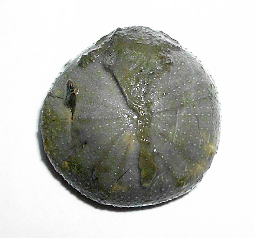 Holectypus corallinus ( d'Orbigny,1850 )
