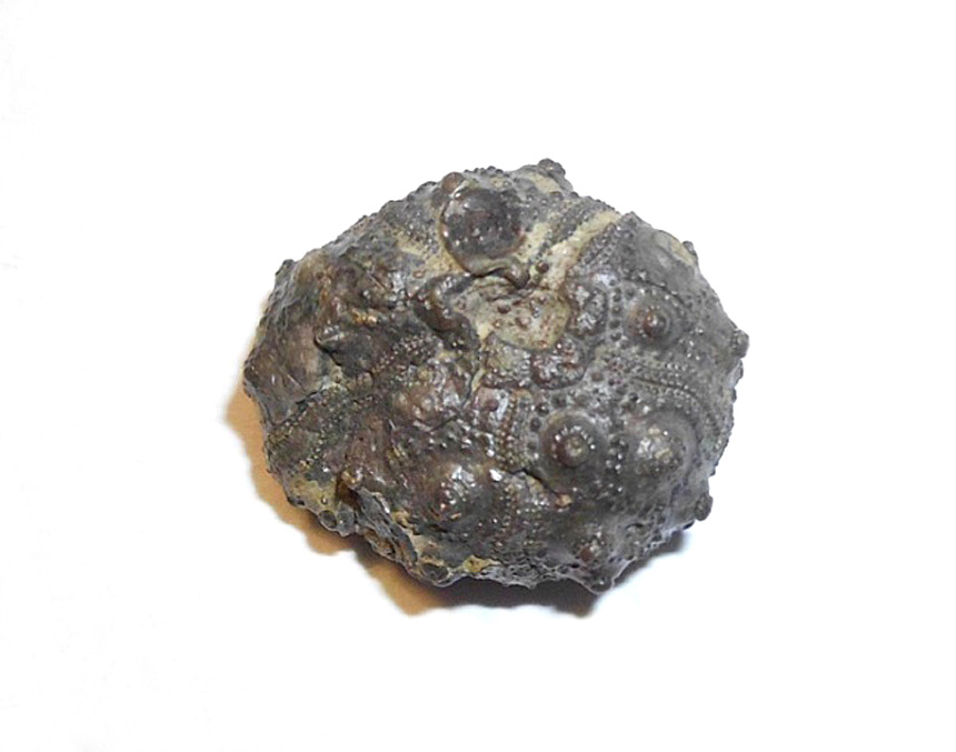Pseudocidaris thurmanni (AGASSIZ 1840)