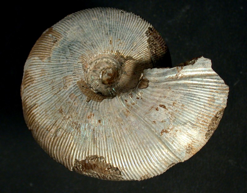 Steinkern.de - Die Fossilien-Community - Galerie - Kategorie: Russland ...