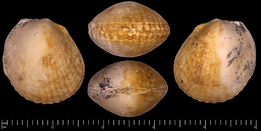 cf. Limatula (Wood,1839) sp.