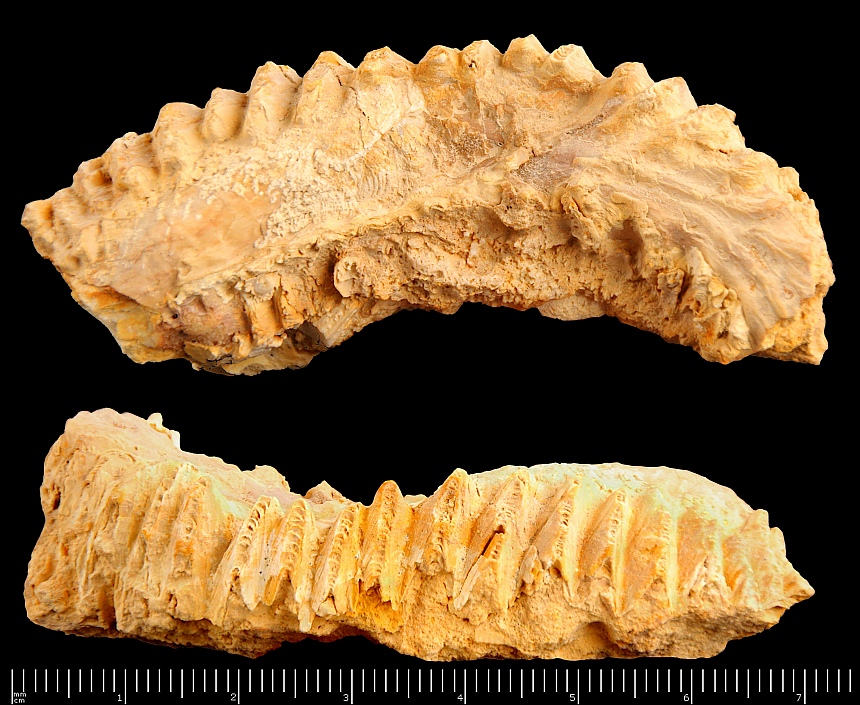 Actinostreon cf. gregareum (Sowerby,1815)