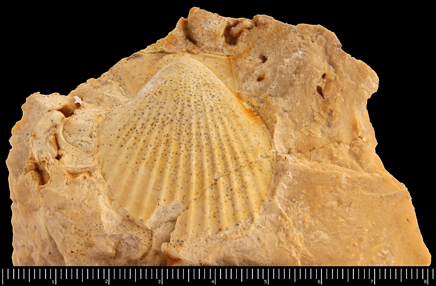 Chlamys textoria (Schlotheim,1820)