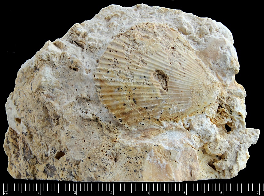 Chlamys textoria (Schlotheim,1820)