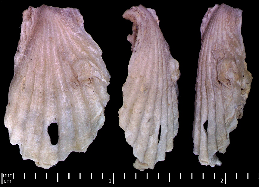 Ctenostreon (Eichwald,1862) sp.