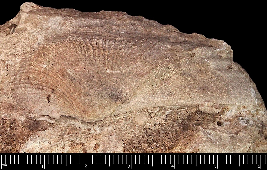 Eonavicula trisulcata (Münster in Goldfuss,1837)