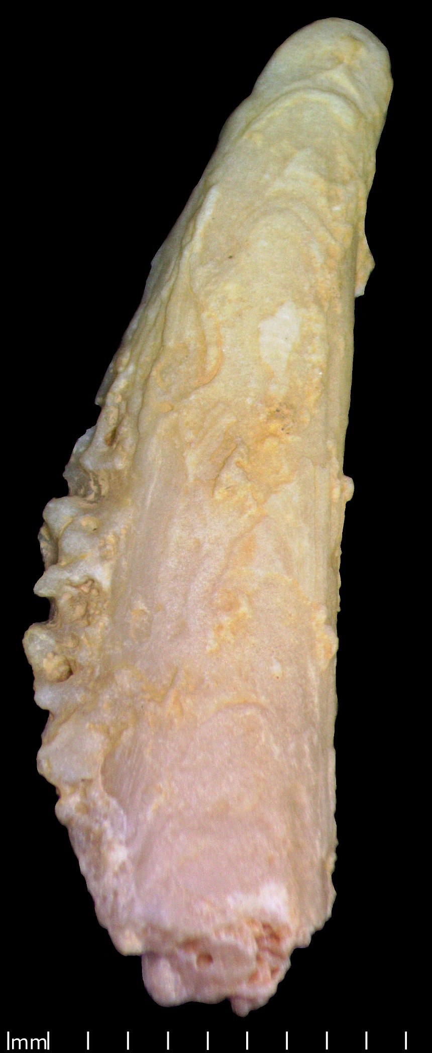 Gervillia (Defrance,1820) sp.